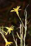 Carolina silkgrass